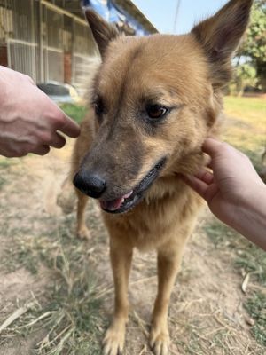  at Animals Of Our World Sanctuary in Siem Reap
