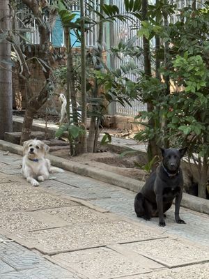   at Animals Of Our World Sanctuary in Siem Reap