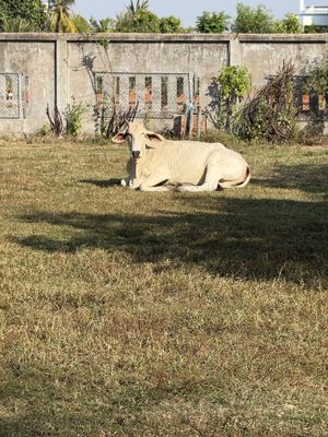   at Animals Of Our World Sanctuary in Siem Reap
