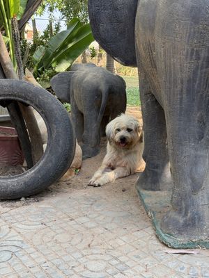   at Animals Of Our World Sanctuary in Siem Reap