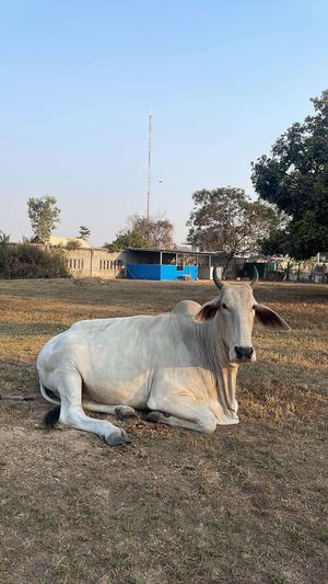  at Animals Of Our World Sanctuary in Siem Reap