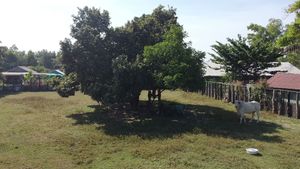  at Animals Of Our World Sanctuary in Siem Reap