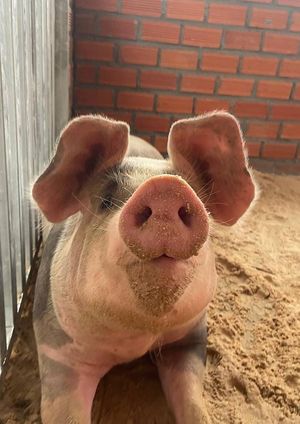  at Animals Of Our World Sanctuary in Siem Reap