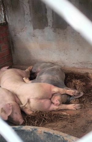  at Animals Of Our World Sanctuary in Siem Reap