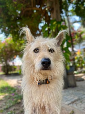  at Animals Of Our World Sanctuary in Siem Reap