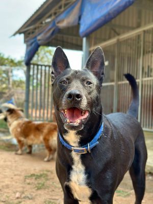  at Animals Of Our World Sanctuary in Siem Reap