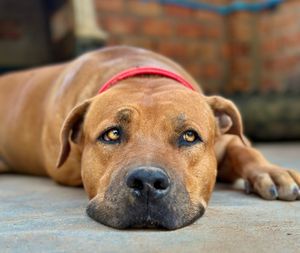  at Animals Of Our World Sanctuary in Siem Reap