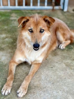  at Animals Of Our World Sanctuary in Siem Reap