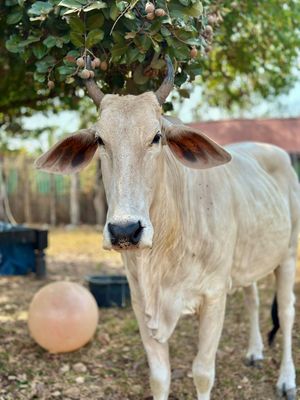  at Animals Of Our World Sanctuary in Siem Reap