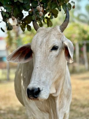  at Animals Of Our World Sanctuary in Siem Reap