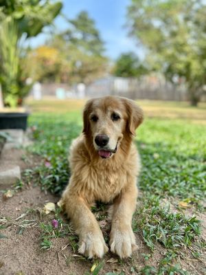  at Animals Of Our World Sanctuary in Siem Reap