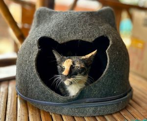  at Animals Of Our World Sanctuary in Siem Reap