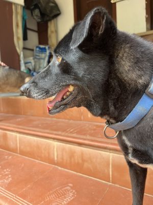   at Animals Of Our World Sanctuary in Siem Reap