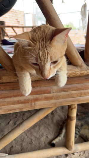   at Animals Of Our World Sanctuary in Siem Reap
