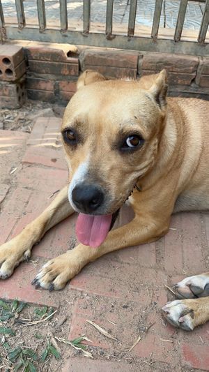   at Animals Of Our World Sanctuary in Siem Reap