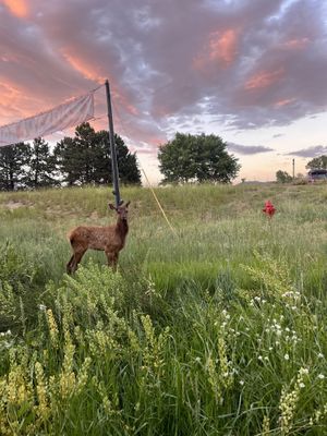 Behind the patio  at Estes Thai in Estes Park