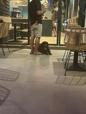 Milo waiting for his dinner ❤️  at Natur Poke - Palmanova in Mallorca