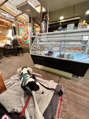 Además aceptan mascotas😄 at Anasavam Vegano Y Saludable in La Serena