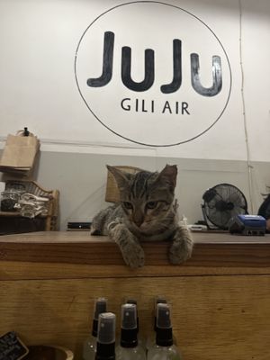 Baby shark   at Juju in 