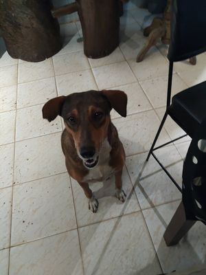 Pepper the dog at Slaughterhouse Vegan in Calangute