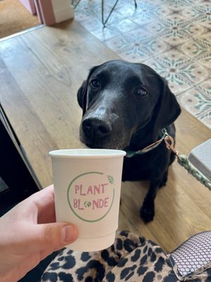   at Plant Blonde in Glasgow