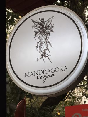   at Mandragora Vegan in Mexico City