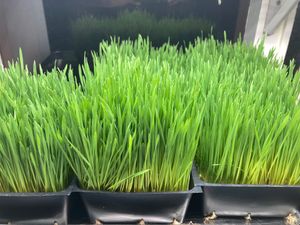 OG/WG….Old School  at Juisala in Seattle