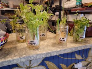 Speaking affirmations to the herbs at Buku Vegan - Pop Up in Winter Garden