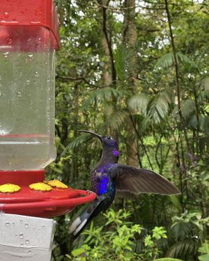 Backyard   at Colibri in Monteverde