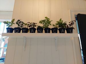 Adorable place -- with drinks too! at Botanical Plant-Based Fare in Charlottesville