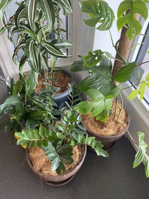   at Vietnamese Joint in Taupo