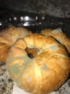 Moldy croissants at Blvd Cafe in Sarasota