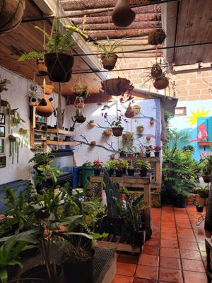 plantas at El Jardín de Jardín in Jardin