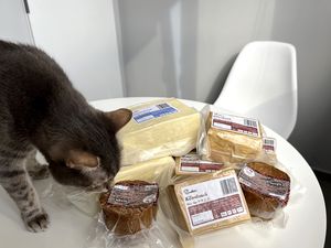 Neymar is checking the bunch of fresh tofu. Classic and smoked ones and two pieces of "chikun" seitan (Neymar is sniffing the seitan). at Veganfood.am in Yerevan