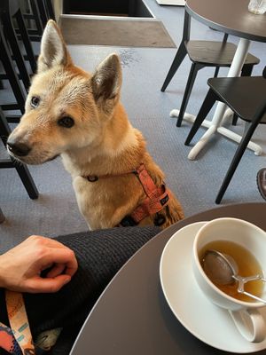   at Julie's Cafe in Gothenburg