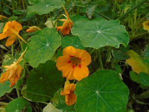 Garden bliss at Teal Sky Retreat in Balderson