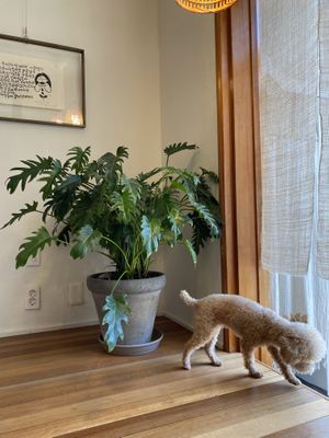 interior and very cute restaurant doggo  at Santosha 산토샤 in Jeju