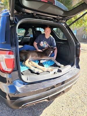 Wildhorse Director, Emily Williams and rescued baby foal, Baby Tyson. On the way to Arizona Equine Medical and Surgical Centre! Tyson was abandoned in the wild by his herd and would not have survived without help.  at Wildhorse Ranch Rescue in Gilbert
