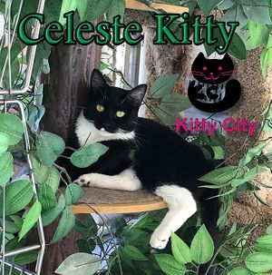 Celeste Kitty enjoys a fun hideaway in the Kitty City atrium at Wildhorse Ranch Rescue.   at Wildhorse Ranch Rescue in Gilbert