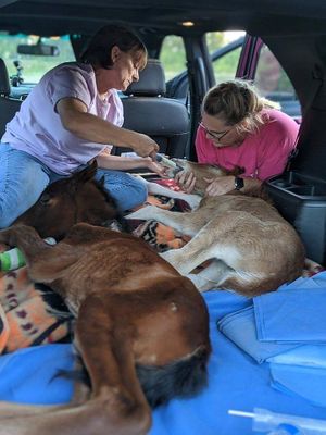 Board Members, Deb Ricketts and Laurie Guenther assist two very sick wild foals on the way to taking them directly to our Veterinary Clinic. 6 hour one way trip. at Wildhorse Ranch Rescue in Gilbert