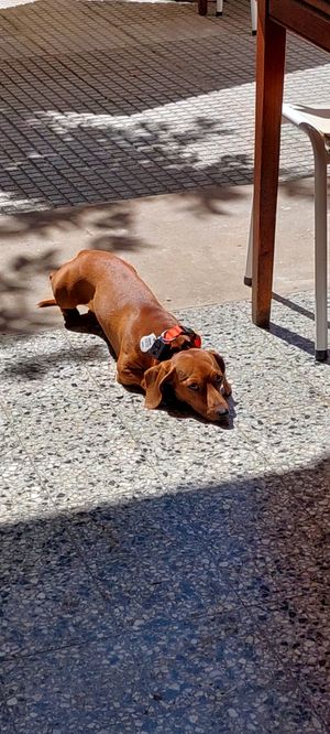 Pet friendly at Barro Café in Buenos Aires