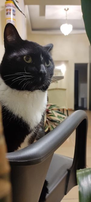  at Marvelous Vegan Plant Power Food in Bogota