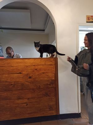 Kitty! at Marvelous Vegan Plant Power Food in Bogota