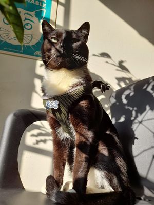 Prince  at Marvelous Vegan Plant Power Food in Bogota