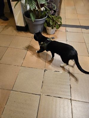  at Marvelous Vegan Plant Power Food in Bogota