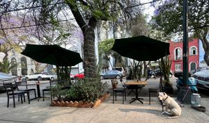 pet-friendly patio   at Fresh & Co in Mexico City