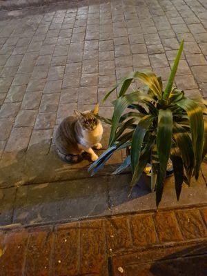 Gatto che ha mangiato metà del nostro doner vegan 😆 at NAKKA in Istanbul