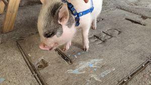 One of their little mascots at Azul in Puerto Vallarta