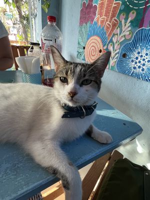   at Azul in Puerto Vallarta