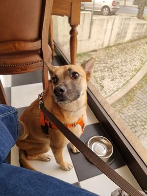 Cacau at Amora Silvestre in Castelo Branco